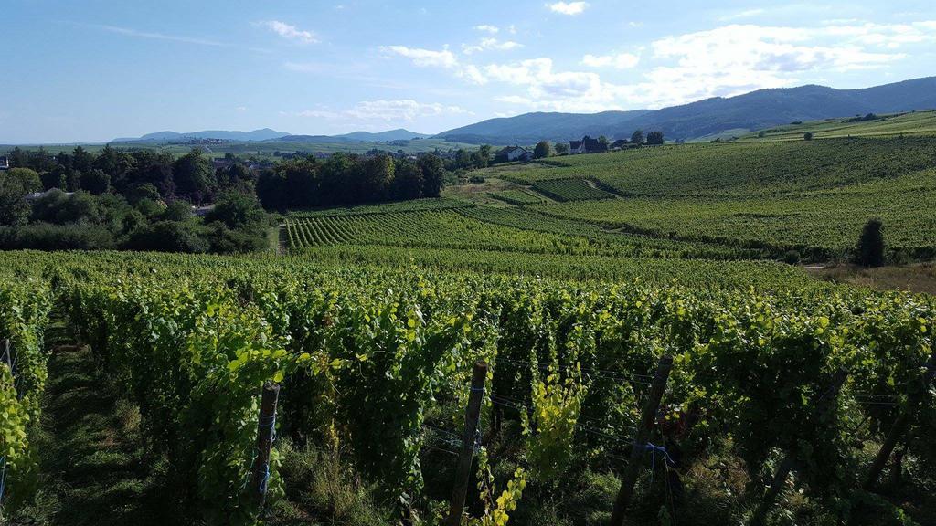 L Escale Des Grands Crus Appartamento Ribeauvillé Esterno foto